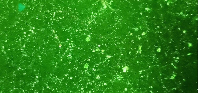 1657512512883948.jpeg image.jpeg